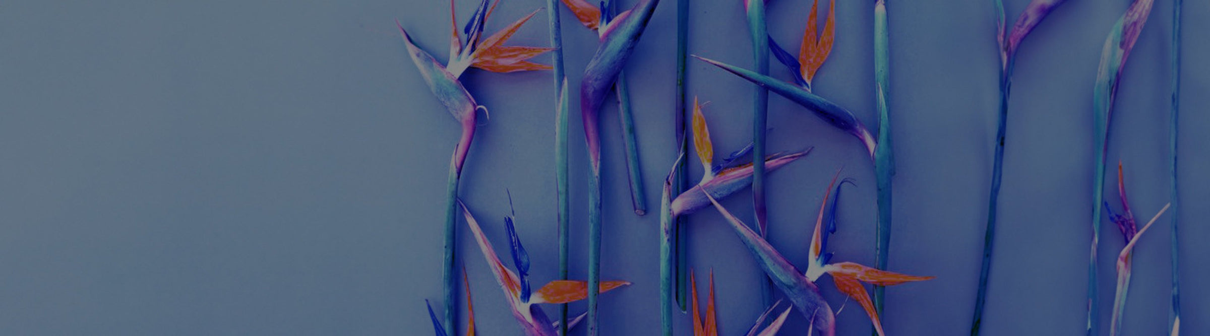 new arrivals banner image
