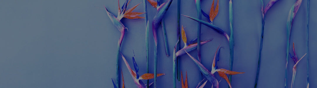 new arrivals banner image