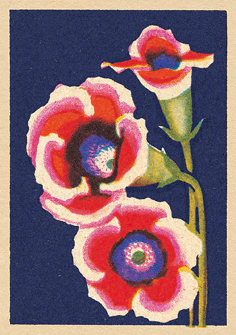 'Blush' Flower Card
